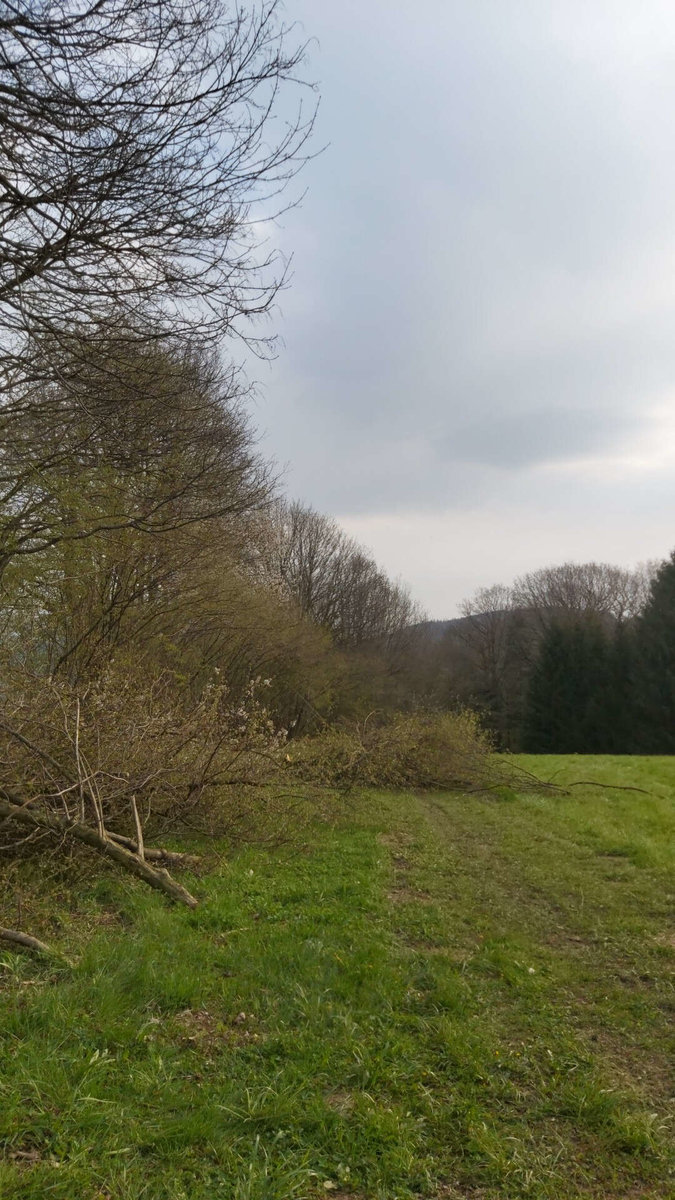 Problembaumfällung von Gartenbetreuung Hörmann-Stockinger